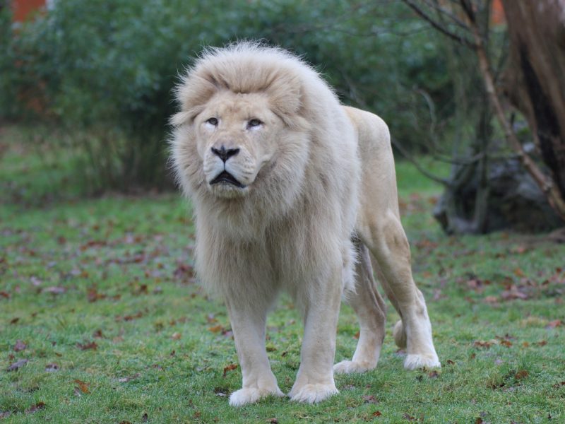 vignette Repas du lion blanc
