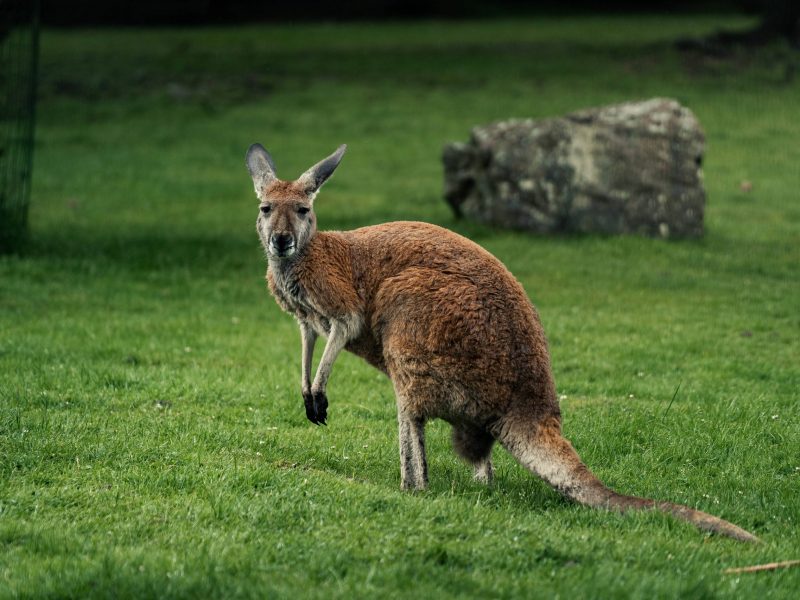 vignette Goûter des Kangourous