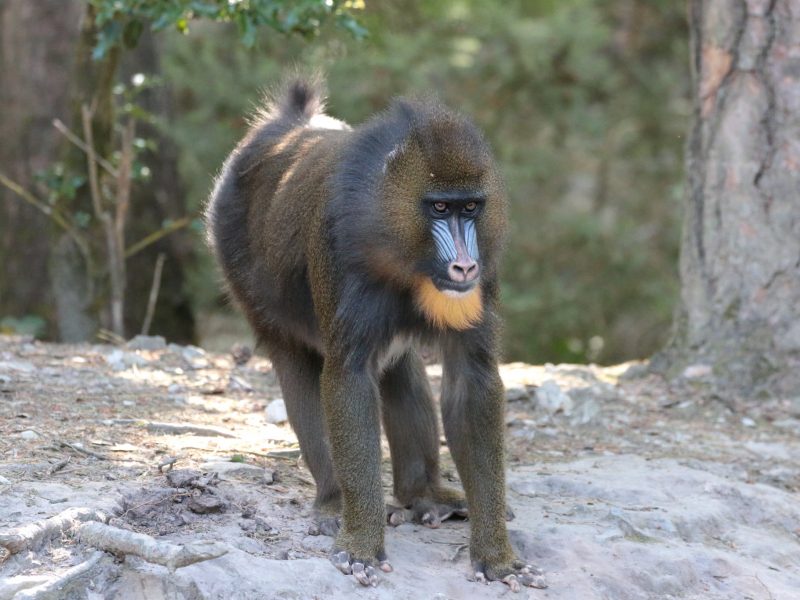 vignette Goûter des mandrills