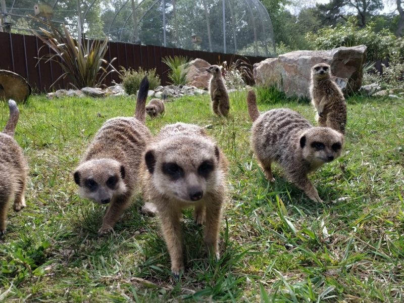 vignette Goûter des suricates