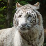 Journée internationale du Tigre