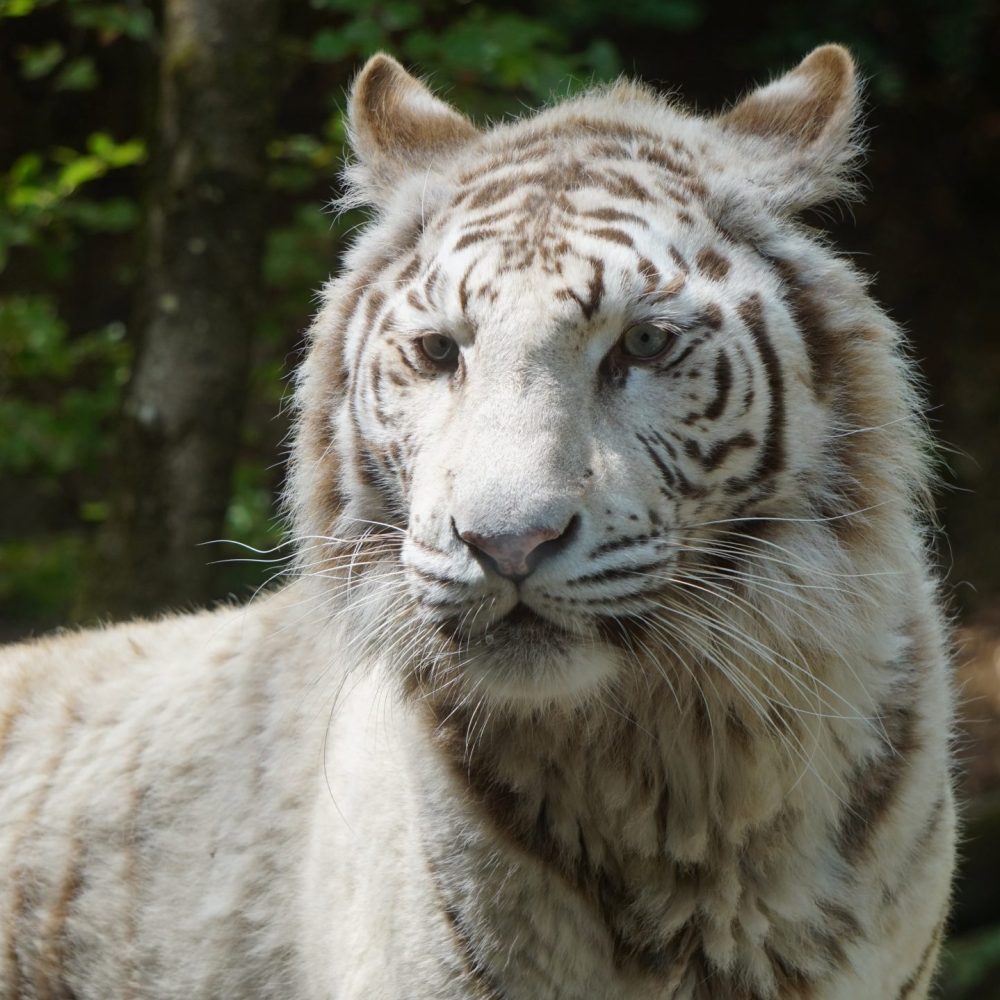 Vignette Journée internationale du Tigre