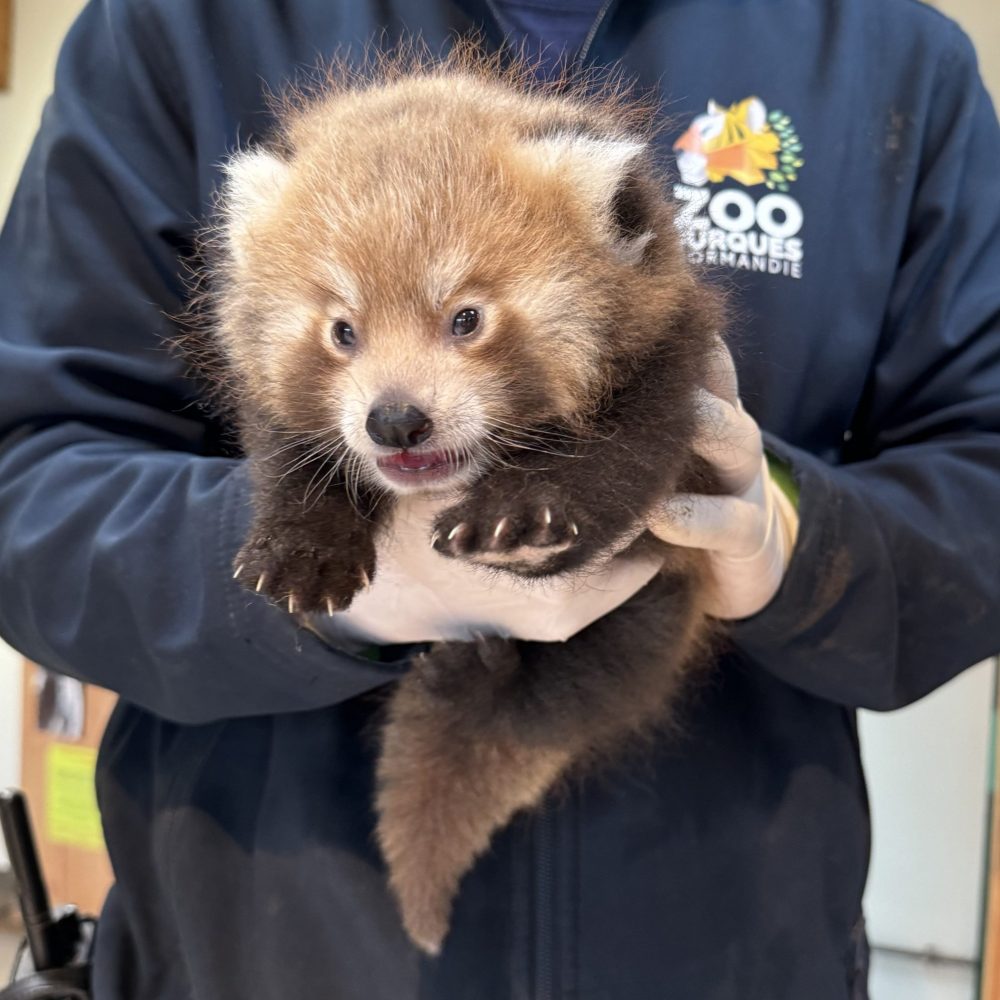 Vignette Naissance des pandas roux