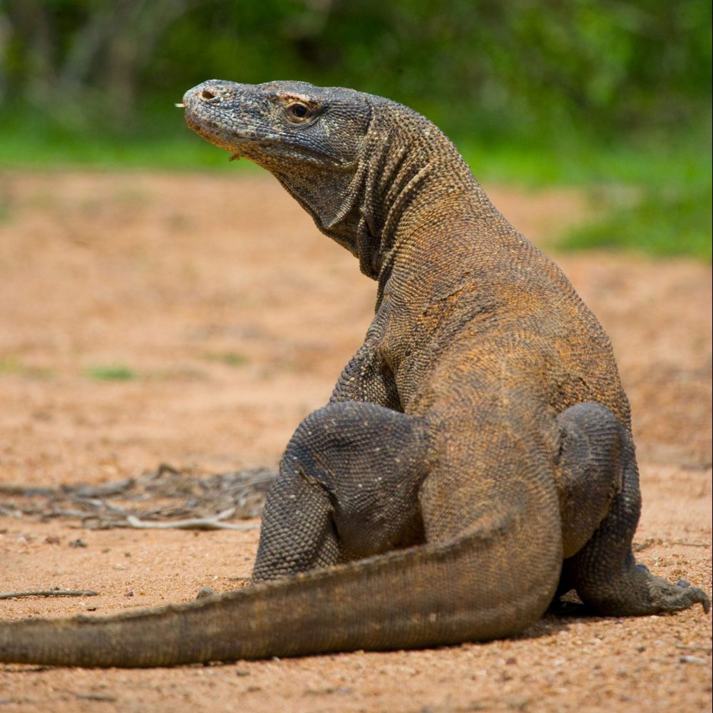 Vignette Jeu concours : Les espèces découvertes