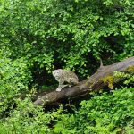 Journée Internationale de la panthère des neiges