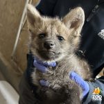 Naissance exceptionnelle