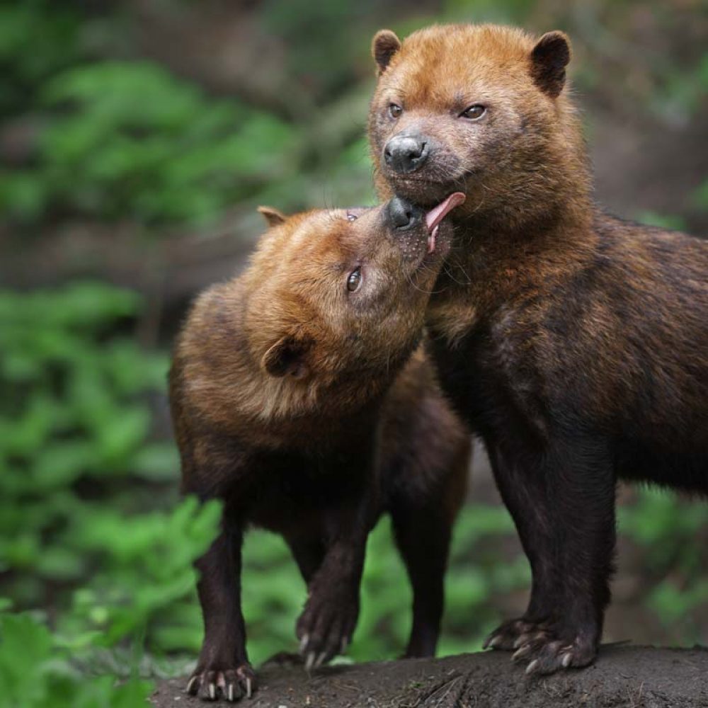 Vignette Une nouvelle espèce au Zoo de Jurques : bienvenue aux chiens des buissons !