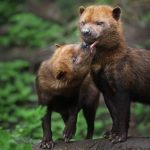 Une nouvelle espèce au Zoo de Jurques : bienvenue aux chiens des buissons !