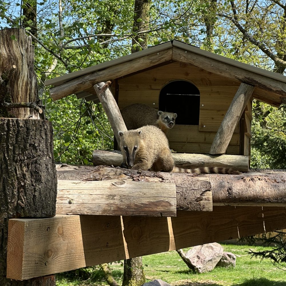 Vignette 🐾 Nouveauté 2025 au Zoo de Jurques : des coatis en cohabitation inédite avec des chiens des buissons !
