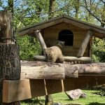 🐾 Nouveauté 2025 au Zoo de Jurques : des coatis en cohabitation inédite avec des chiens des buissons !