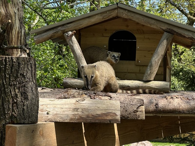 vignette Goûter des chiens des buissons & coatis roux