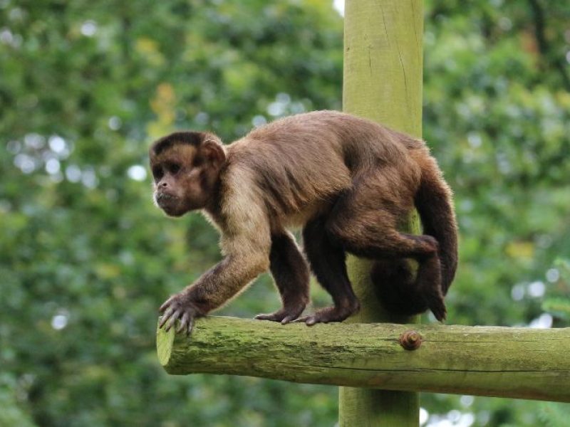 vignette Goûter des capucins