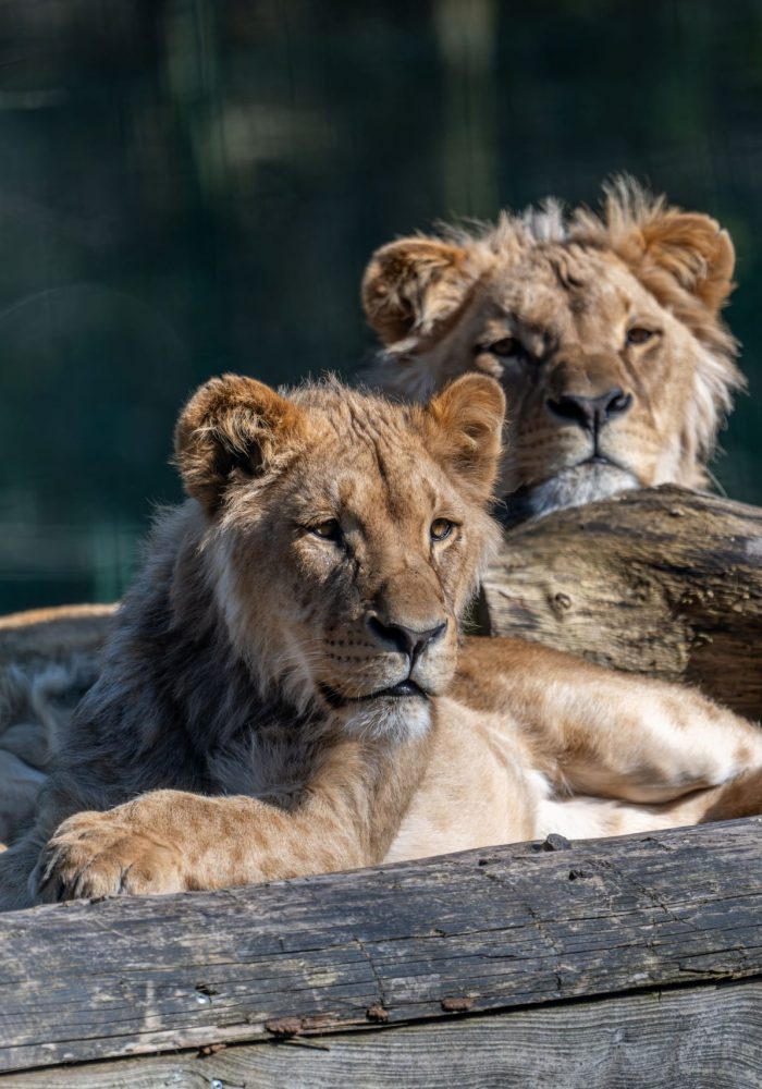 Vignette Parc Félin
