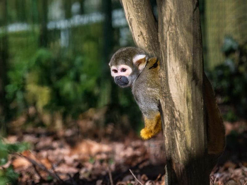 vignette Goûter des saïmiris