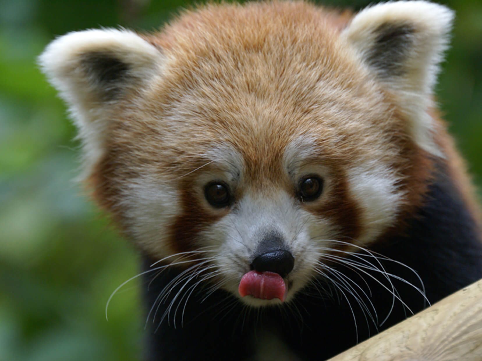 Gros plan sur le visage d'un panda roux (Ailurus fulgens) qui regarde la caméra et sort sa langue, mettant en évidence son 