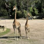 Girma, une nouvelle girafe de Kordofan rejoint la plaine africaine