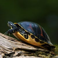 Vignette Tortue de Floride