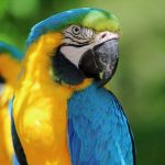 Séparateur de contenu